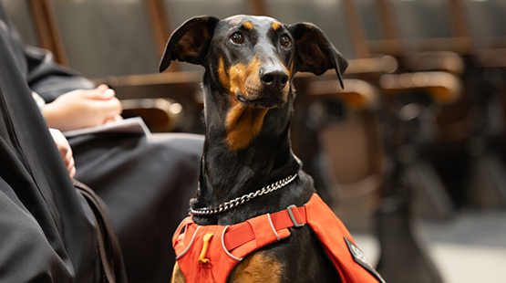 A  black service dog wearing a vest