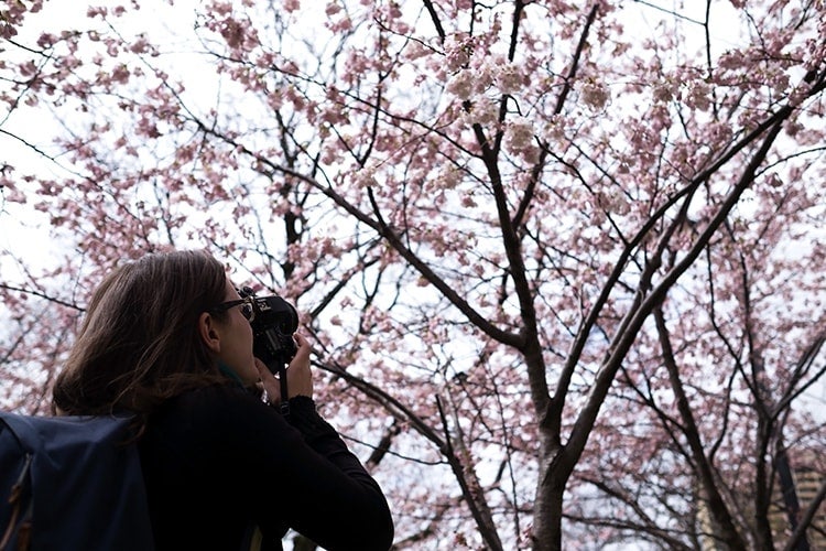 A picture of Kristen McLaughlin, a master's of museum studies student, taking photos of cherry blossoms
