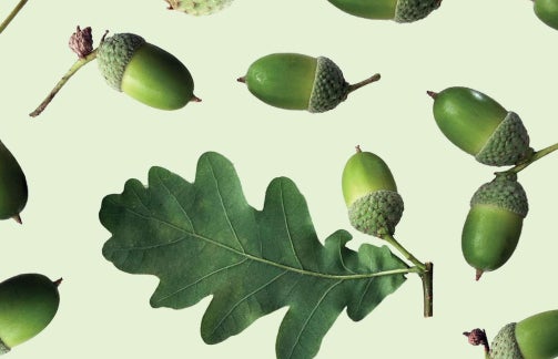 a collage of acorns and an oak leaf