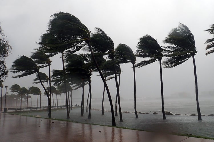 Palm trees blow in severe winds in Miami, Fla. during Hurricane Irma
