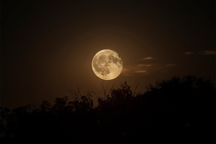 full moon over trees
