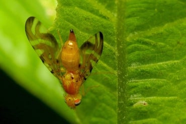 Photo of a fruit fly