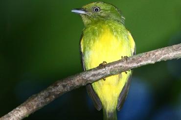 Photo of gold-crowned manakin