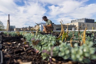 researcher tends to a rooftop garden at UTSC