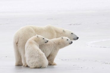 A mother polar bear with 2 cubs