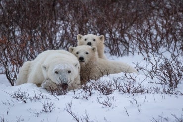 A Polar bear mother with her cubs