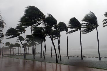 Palm trees blow in severe winds in Miami, Fla. during Hurricane Irma