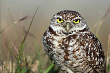 Photo of burrowing owl