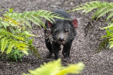 Photo of Tasmanian devil