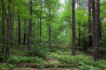 A view of Harvard Forest in summer showing lush vegetation