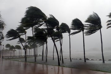 Palm trees blow in severe winds in Miami, Fla. during Hurricane Irma