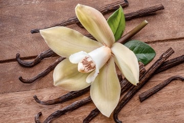 a vanilla orchid and dried vanilla pods