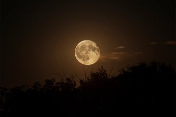 full moon over trees